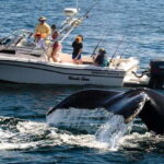 Whale Watching Boat tour in Trincomalee - Authentic Marine Encounters and Practicalities