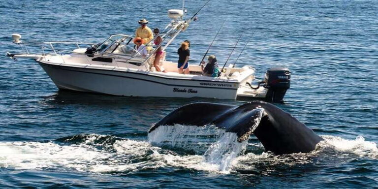 Whale Watching Boat tour in Trincomalee - Authentic Marine Encounters and Practicalities