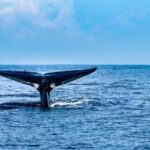 Whale Watching in Trincomalee by Catamaran cruise - What the Tour Includes and Practical Tips