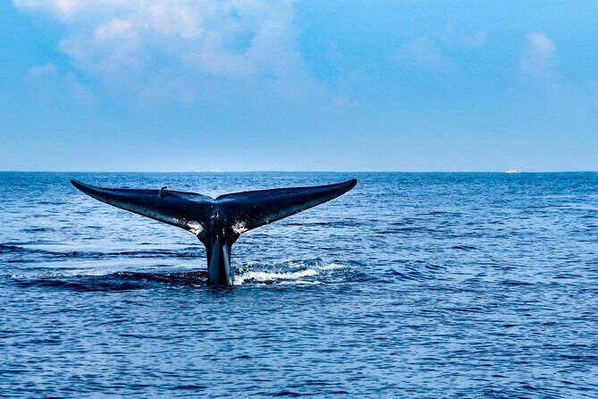 Whale Watching in Trincomalee by Catamaran cruise - What the Tour Includes and Practical Tips