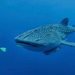 Whaleshark & Sumilon Is and Moalboal Sardines & Turtle Tour - Who Is This Tour Best For?