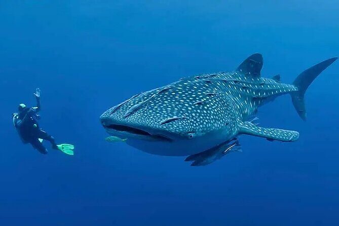 Whaleshark & Sumilon Is and Moalboal Sardines & Turtle Tour - Who Is This Tour Best For?