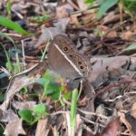 Whispers of the Cemetery Nature Walk - A Closer Look at the Whispers of the Cemetery Nature Walk