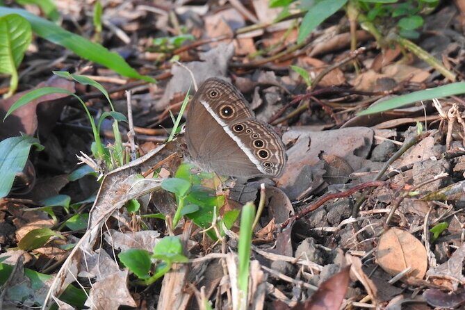 Whispers of the Cemetery Nature Walk - A Closer Look at the Whispers of the Cemetery Nature Walk
