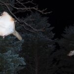 Wild Japanese Flying Squirrel Watching Tour in Nagano - The Experience at a Glance