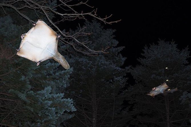 Wild Japanese Flying Squirrel Watching Tour in Nagano - The Experience at a Glance