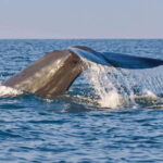 Wild Wonders (8 Days) - Why This Tour Offers Great Value