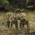Wildlife & Heritage: Double Safari with Jaipur from Delhi - Who Is This Tour Best For?