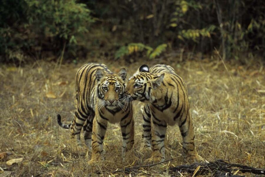 Wildlife & Heritage: Double Safari with Jaipur from Delhi - Who Is This Tour Best For?