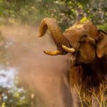 Wildlife Private Day Tour- Mysore to Bandipur National Park - Optional Hilltop Visit: Gopalaswamy Betta