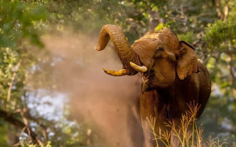 Wildlife Private Day Tour- Mysore to Bandipur National Park - Optional Hilltop Visit: Gopalaswamy Betta