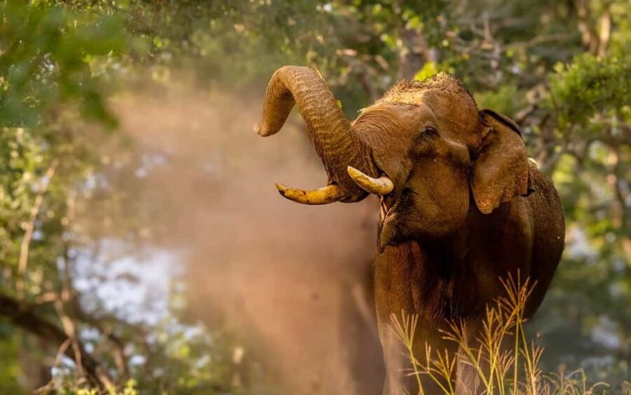 Wildlife Private Day Tour- Mysore to Bandipur National Park - Optional Hilltop Visit: Gopalaswamy Betta