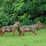 Wildlife Safari Udawalawa - The Sum Up