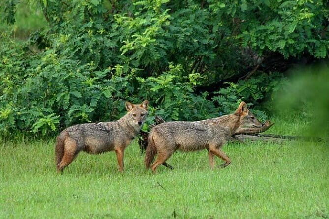 Wildlife Safari Udawalawa - The Sum Up