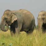 Wildlife SOS Elephant Sanctuary & Taj Mahal Tour from Delhi - Key Points
