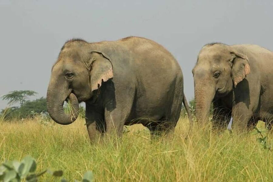 Wildlife SOS Elephant Sanctuary & Taj Mahal Tour from Delhi - Key Points