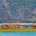 Wildlife Wonders: 2-Day Jim Corbett Safari from Delhi - What Makes This Tour Stand Out?