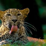 Wilpattu Half Day Safari From Anuradhapura - Who Is This Tour Best For?