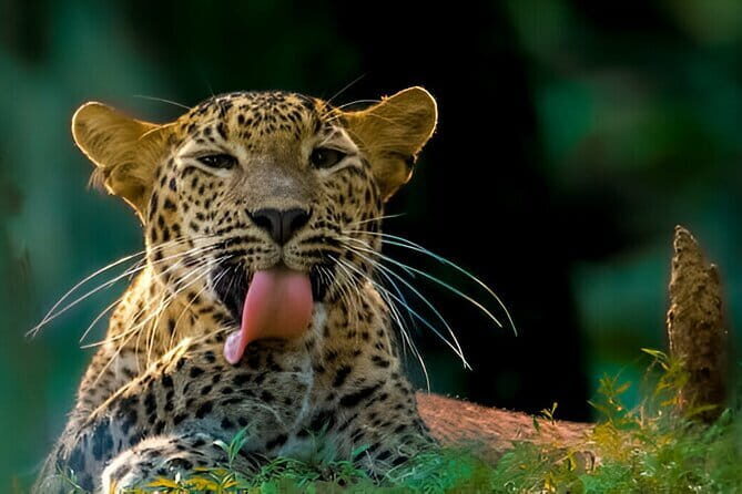 Wilpattu Half Day Safari From Anuradhapura - Who Is This Tour Best For?