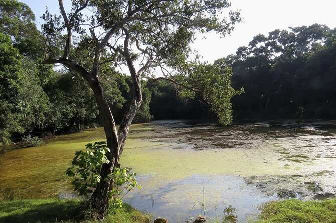 Wilpattu National Park Entrance Ticket with Private Safari - The Value of This Tour