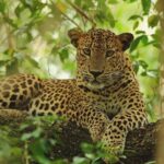 Wilpattu National Park Private Full Day Tour From Colombo - Final Thoughts