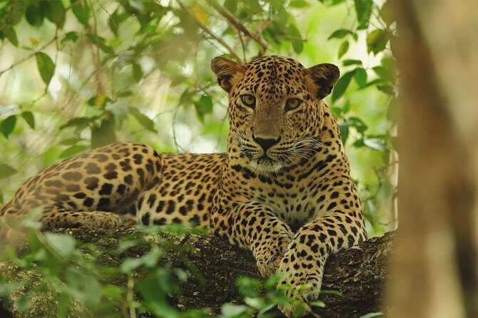 Wilpattu National Park Private Full Day Tour From Colombo - Final Thoughts