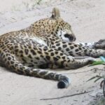 Wilpattu National Park | Private Safari Tours - Who Will Love This Safari?