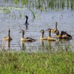 Wilpattu National Park Safari from Dambulla - Why This Tour Offers Good Value