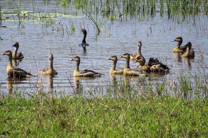 Wilpattu National Park Safari from Dambulla - Why This Tour Offers Good Value