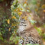 Wilpattu National Park Safari Tour from Colombo - Who Will Appreciate This Tour?