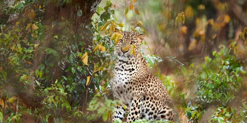 Wilpattu National Park Safari Tour from Colombo - Who Will Appreciate This Tour?