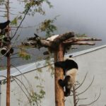 Wolong Panda Base Volunteering Program from Chengdu - Key Points