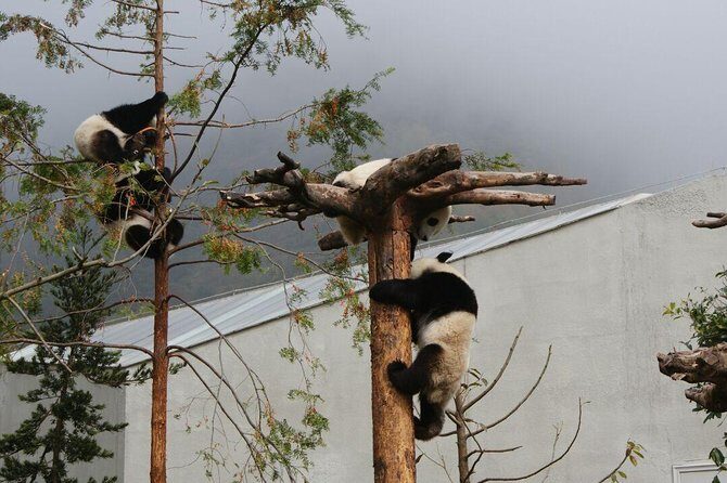 Wolong Panda Base Volunteering Program from Chengdu - Key Points