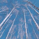 Wondae-ri Birch Forest and In-je Maebawi Icewall Day Tour - A Deep Dive into the Wondae-ri Birch Forest and In-je Maebawi Icewall Tour