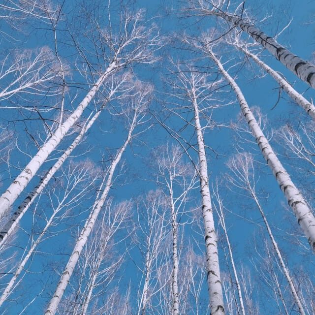 Wondae-ri Birch Forest and In-je Maebawi Icewall Day Tour - A Deep Dive into the Wondae-ri Birch Forest and In-je Maebawi Icewall Tour