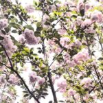 Wuhan: Sakura Blossom Tour with Hanfu Costume Try-On - Who Will Love This Tour?