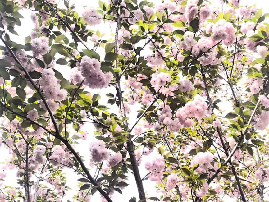 Wuhan: Sakura Blossom Tour with Hanfu Costume Try-On - Who Will Love This Tour?