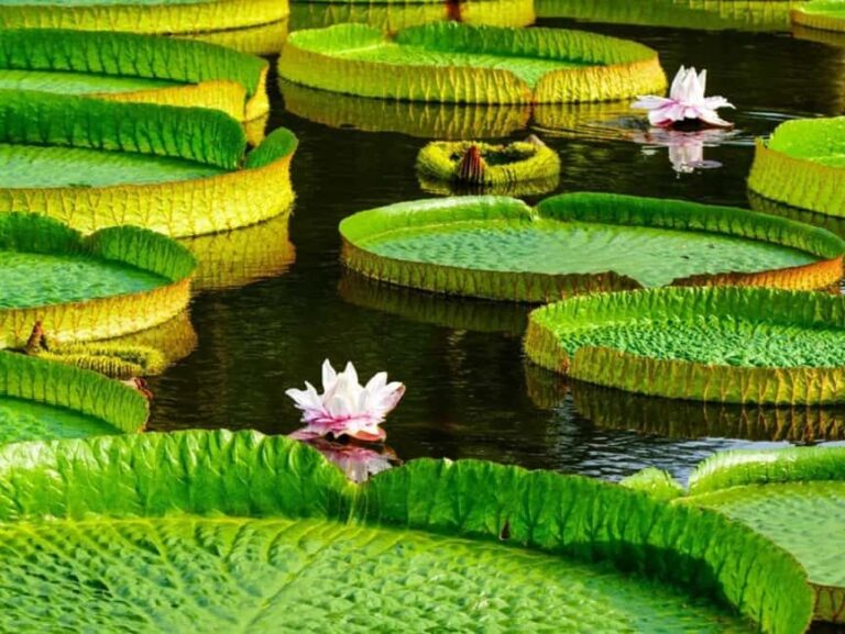 Xishuangbanna: Botanical Garden and Dai Garden 1-Day Tour - Why This Tour Offers Good Value