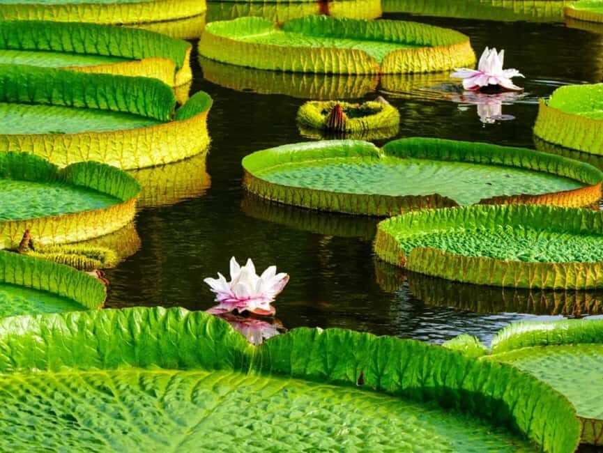 Xishuangbanna: Botanical Garden and Dai Garden 1-Day Tour - Why This Tour Offers Good Value