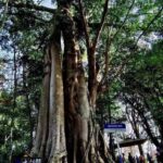 Xishuangbanna: Day Trip to Daluo - Exploring the Details: A Full Breakdown