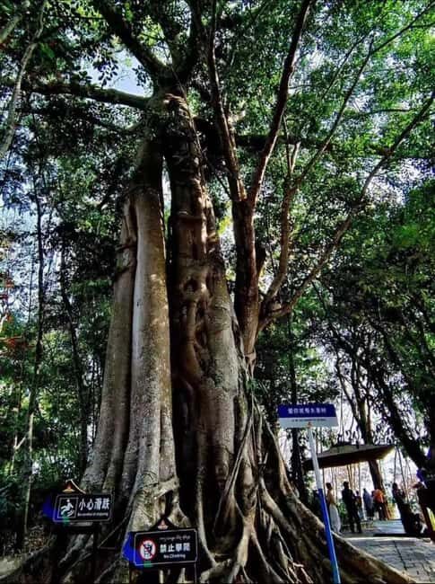 Xishuangbanna: Day Trip to Daluo - Exploring the Details: A Full Breakdown