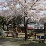 Yabusame Adventure with Mt. Fuji Views - The Cultural and Scenic Value