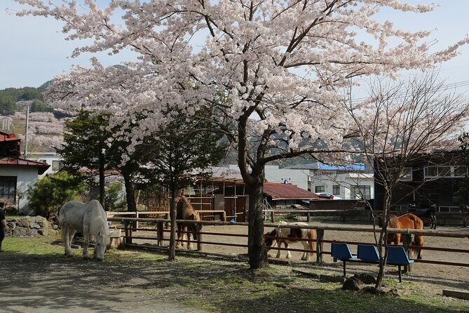 Yabusame Adventure with Mt. Fuji Views - The Cultural and Scenic Value