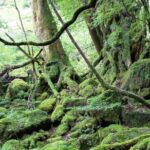 Yakushima 1 day SHIRATANI UNSUIKYO Walking with ENGLISH Speaking Guide - Final Thoughts: Who Is This Tour For?