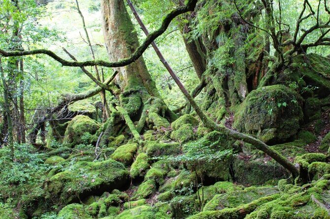 Yakushima 1 day SHIRATANI UNSUIKYO Walking with ENGLISH Speaking Guide - Final Thoughts: Who Is This Tour For?