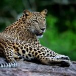 YALA BLOCK 5 & 6 (Weheragala & Lunugamwehera) Safari Tour - The Bottom Line