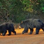 Yala Full Day Private Tour and Safari from Colombo or Negombo - Final Thoughts: Is This Tour Worth It?