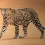 Yala National Park Full Day Safari Tour - A Deep Dive into the Safari Experience