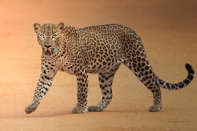 Yala National Park Full Day Safari Tour - A Deep Dive into the Safari Experience