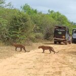 Yala National park: Half day & Full Day & Private - Safari Tours - The Sum Up